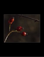 Winter berries 2.jpg