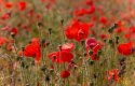 Poppy fields-1024x660.jpg