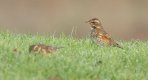 Redwing 17th Dec 2016.jpg