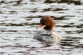 Goosander female Pwll William  Nefyn.jpg