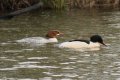 Pair Goosanders 22nd Dec 2016.jpg