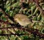 Chiffchaff Edern 28th Dec 2016.jpg