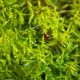 Garden Moss.jpg