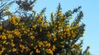 Gorse in full flower.jpg