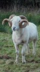 Welsh Mountain ram.jpg