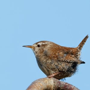 Wren