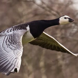 Barnacle Goose.jpg