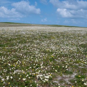 Machair, North Uist