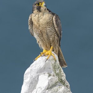 Peregrine falcon