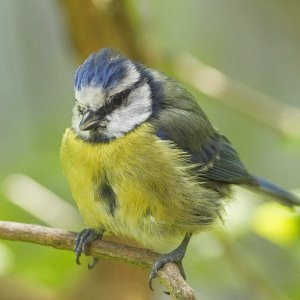 Great Tit