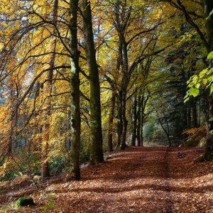 Glen Banvie, Autumn 1