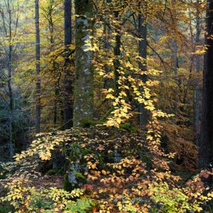 Glen Banvie, Autumn 2