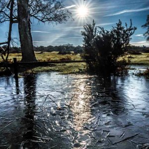 Frozon Puddle New Forest Nov 2024.jpg