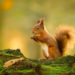 Red Squirrel (Sciurus vulgaris).jpg