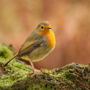 Robin (Erithacus rubecula)