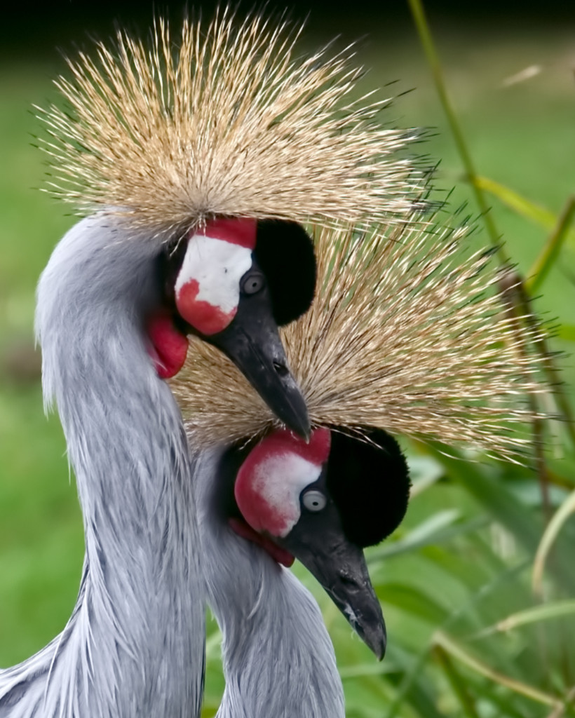 Crowned Cranes 02.jpg