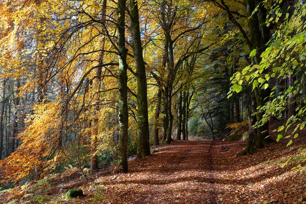 Glen Banvie, Autumn 1