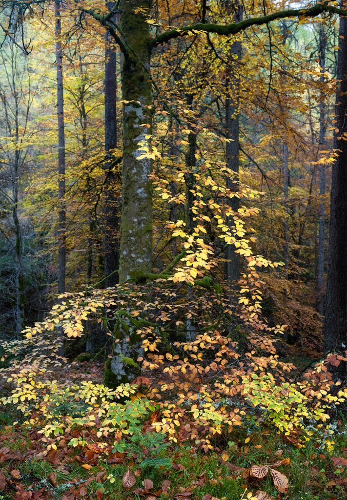 Glen Banvie, Autumn 2