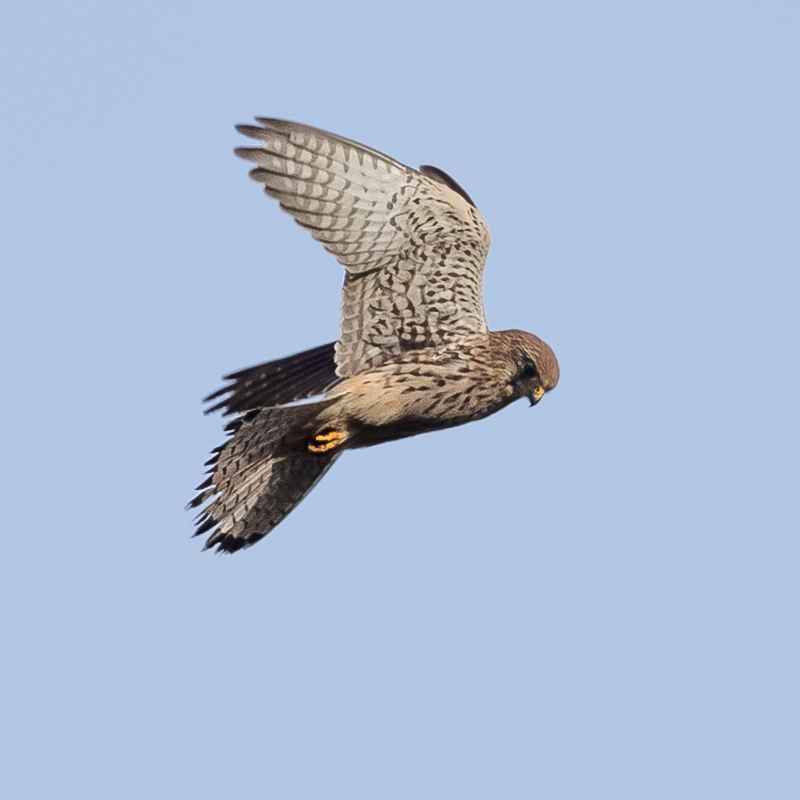 Kestrel (female)