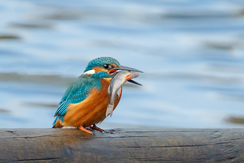 Kingfisher with lunch