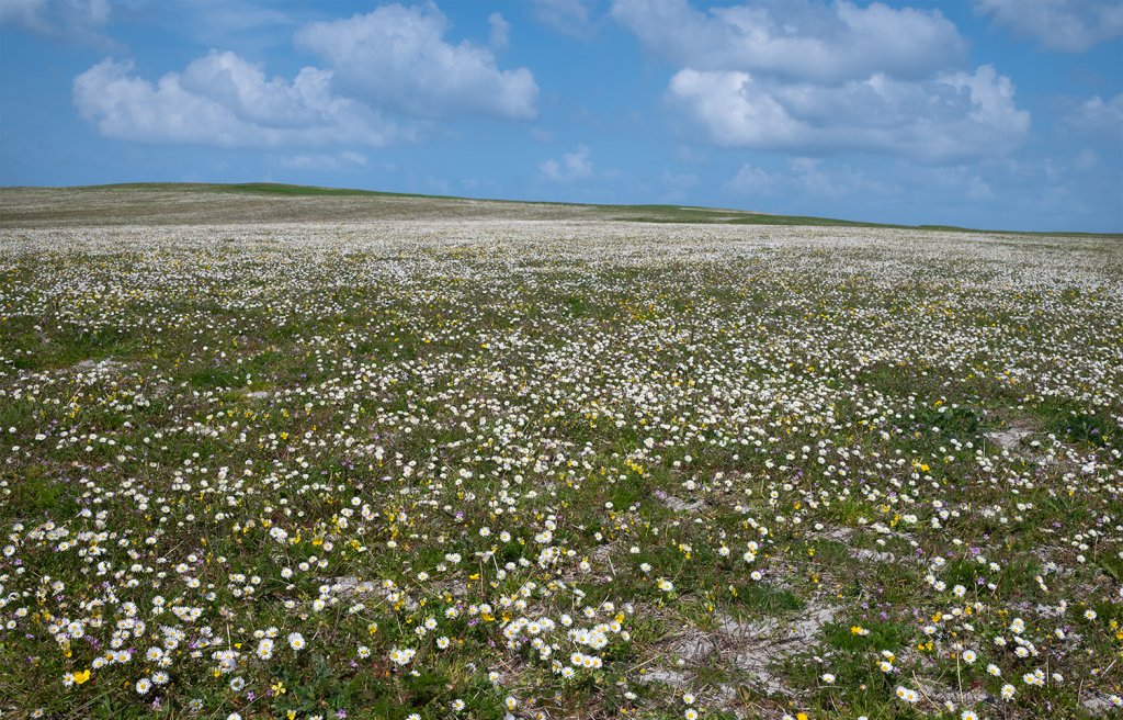 Machair, North Uist