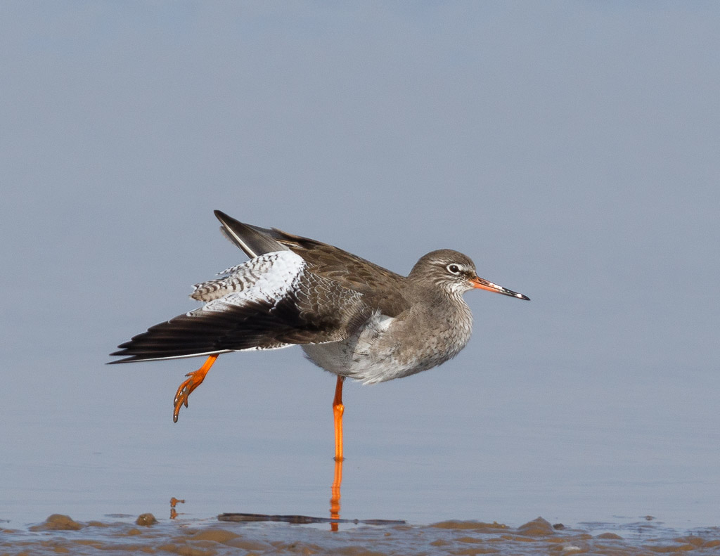 Redshank stretching